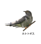 野鳥 Wild Bird～見れたら嬉しい～鳥名付き（個別スタンプ：38）