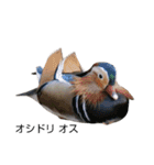 野鳥 Wild Bird～見れたら嬉しい～鳥名付き（個別スタンプ：40）