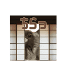 こふくちゃん オニャンコラージュver.1.1（個別スタンプ：13）