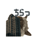 こふくちゃん オニャンコラージュver.1.1（個別スタンプ：14）