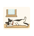 ハチワレにゃんずの日常（個別スタンプ：1）