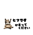 敬語で伝える♡ネコ（横長）（個別スタンプ：4）