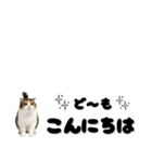 敬語で伝える♡ネコ（横長）（個別スタンプ：6）