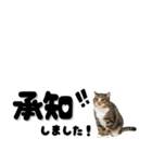 敬語で伝える♡ネコ（横長）（個別スタンプ：12）