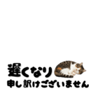 敬語で伝える♡ネコ（横長）（個別スタンプ：30）