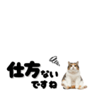 敬語で伝える♡ネコ（横長）（個別スタンプ：33）