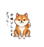 日常会話とあいさつ【柴犬②】（個別スタンプ：1）