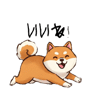 日常会話とあいさつ【柴犬②】（個別スタンプ：3）