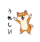 日常会話とあいさつ【柴犬②】（個別スタンプ：5）