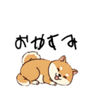 日常会話とあいさつ【柴犬②】（個別スタンプ：6）
