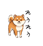 日常会話とあいさつ【柴犬②】（個別スタンプ：8）