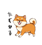 日常会話とあいさつ【柴犬②】（個別スタンプ：11）