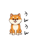 日常会話とあいさつ【柴犬②】（個別スタンプ：13）