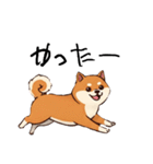 日常会話とあいさつ【柴犬②】（個別スタンプ：17）