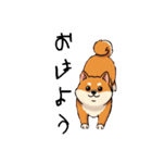 日常会話とあいさつ【柴犬②】（個別スタンプ：21）