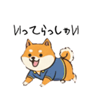 日常会話とあいさつ【柴犬②】（個別スタンプ：24）