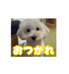 マルックスもなかのスタンプ【わんぱく】（個別スタンプ：2）