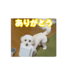 マルックスもなかのスタンプ【わんぱく】（個別スタンプ：12）