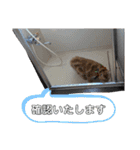 丁寧語むぎ様スタンプ（個別スタンプ：5）