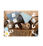 丁寧語むぎ様スタンプ（個別スタンプ：8）
