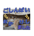 丁寧語むぎ様スタンプ（個別スタンプ：11）