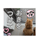 丁寧語むぎ様スタンプ（個別スタンプ：23）