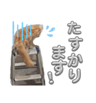 丁寧語むぎ様スタンプ（個別スタンプ：24）