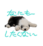 のあねねめるの日常（個別スタンプ：6）