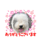 のあねねめるの日常（個別スタンプ：22）