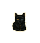 黒猫のノワール（個別スタンプ：5）