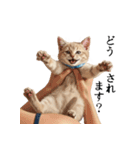 この惑星を支配する猫_2_敬語（個別スタンプ：16）