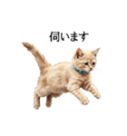 この惑星を支配する猫_2_敬語（個別スタンプ：23）