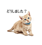この惑星を支配する猫_2_敬語（個別スタンプ：24）
