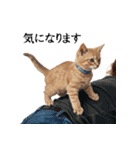 この惑星を支配する猫_2_敬語（個別スタンプ：29）