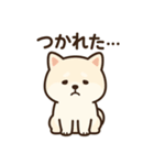 白い柴犬のゆるっとスタンプ（個別スタンプ：22）