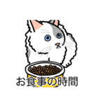 猫あるある（ぶち猫（白灰）／長毛）（個別スタンプ：3）