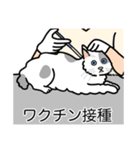 猫あるある（ぶち猫（白灰）／長毛）（個別スタンプ：9）