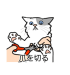 猫あるある（ぶち猫（白灰）／長毛）（個別スタンプ：11）