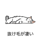 猫あるある（ぶち猫（白灰）／長毛）（個別スタンプ：13）