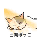 猫あるある（ぶち猫（白灰）／長毛）（個別スタンプ：16）