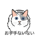 猫あるある（ぶち猫（白灰）／長毛）（個別スタンプ：19）