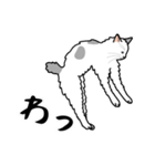 猫あるある（ぶち猫（白灰）／長毛）（個別スタンプ：21）