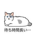 猫あるある（ぶち猫（白灰）／長毛）（個別スタンプ：22）