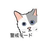 猫あるある（ぶち猫（白灰）／長毛）（個別スタンプ：23）