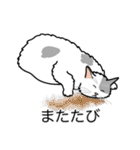 猫あるある（ぶち猫（白灰）／長毛）（個別スタンプ：25）