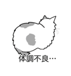 猫あるある（ぶち猫（白灰）／長毛）（個別スタンプ：31）