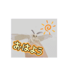 動くカイコちゃんスタンプ①（個別スタンプ：1）