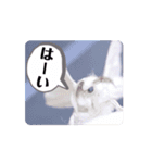 動くカイコちゃんスタンプ①（個別スタンプ：3）