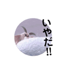 動くカイコちゃんスタンプ①（個別スタンプ：4）