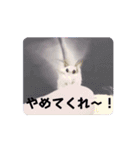動くカイコちゃんスタンプ①（個別スタンプ：7）